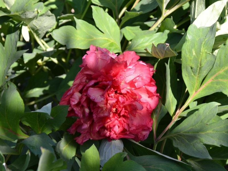 Satin Ruge