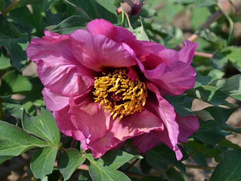 Polyhymnia