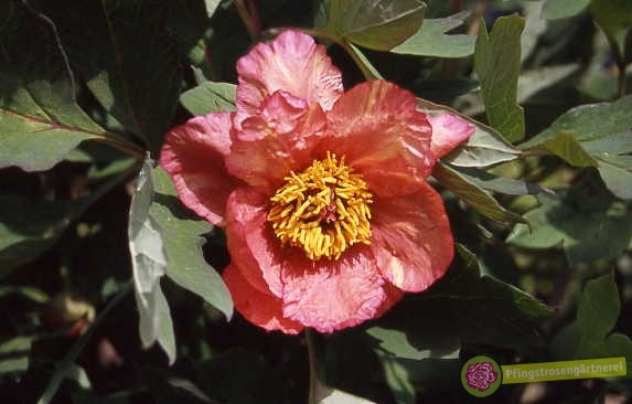 L'Aurore
