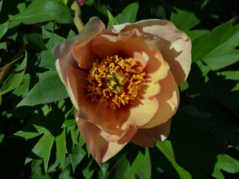 Kansas Orange