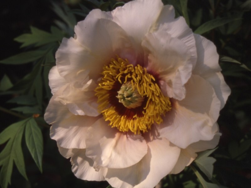 Helene Martin