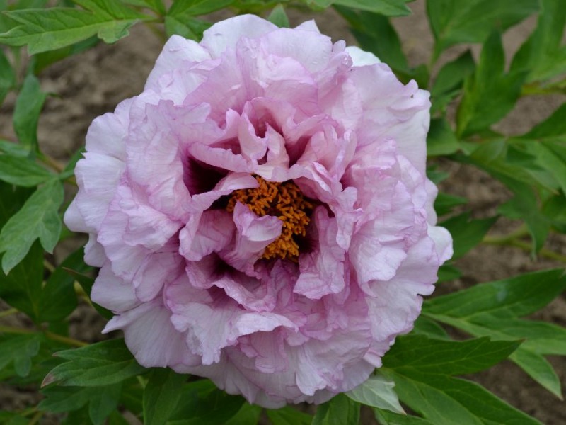Waucedah Princess