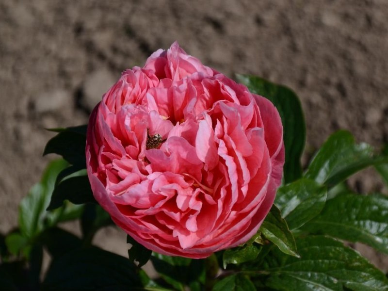 Andenken-an-Kurt-Schroeter-Staudenhybride-Schulze