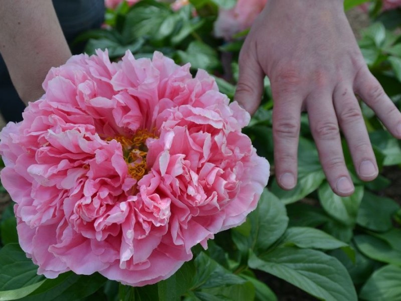 Lachsrosa-Schoenheit-Staudenhybride-Maschke,Schulze