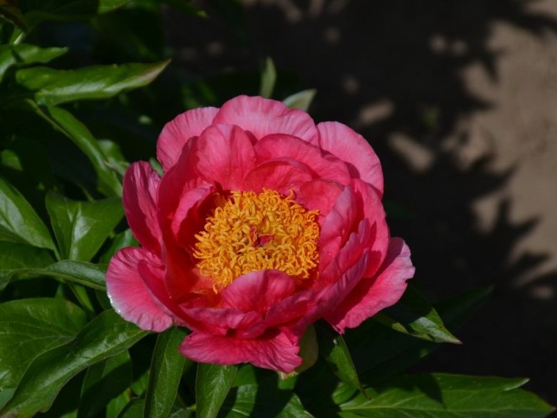 Britta-Bibiko-LCH-x-ORP4-Maschke-Schulze