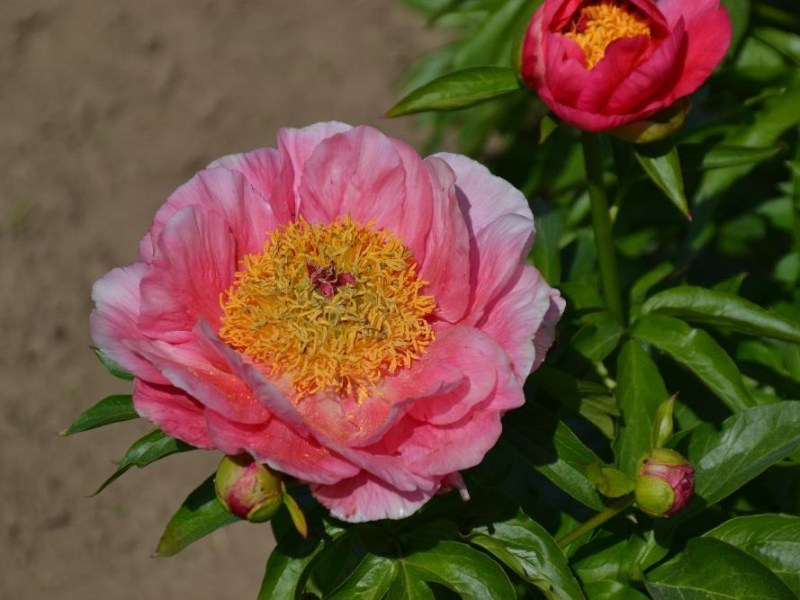 Britta-Bibiko-LCH-x-ORP4-Maschke-Schulze