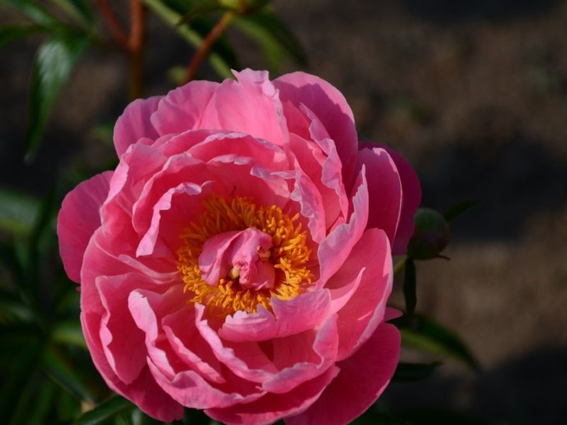 Coral-Charm-Kind-StaudenhybrideSchulze