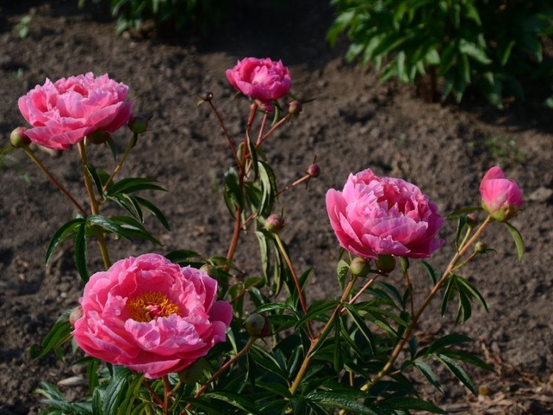 Coral-Charms-Kind-Coral-Charm-Sae.-Schulze