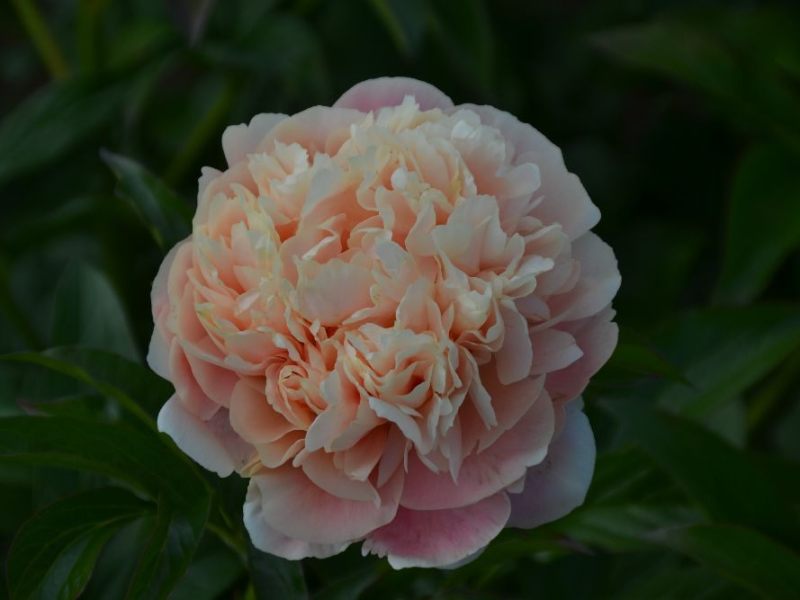 Frau-Hanna-Lazouskaya-MKG-x-Mariechen-Maschke-Schulze