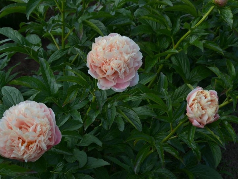 Frau-Hanna-Lazouskaya-MKGx-Mariechen-Maschke-Schulze