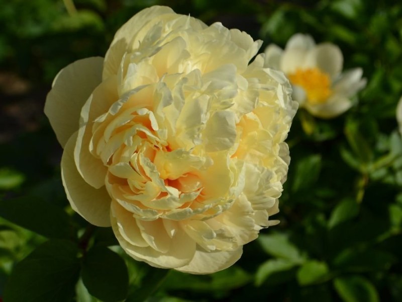 Goldenes-Abendlicht-Quitzin-Sae-Schulze