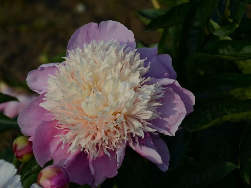 Heide-Haehnel-P.-lactiflora-Schulze