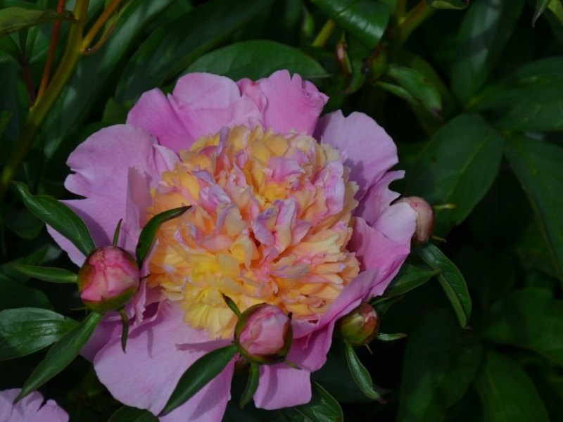 Ina-Laura-Dessert-Sae.-Schulze