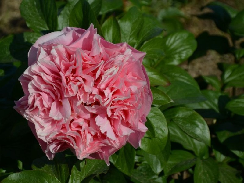 Lachsrosa-Schoenheit-Staudenhybride-MaschkeSchulze