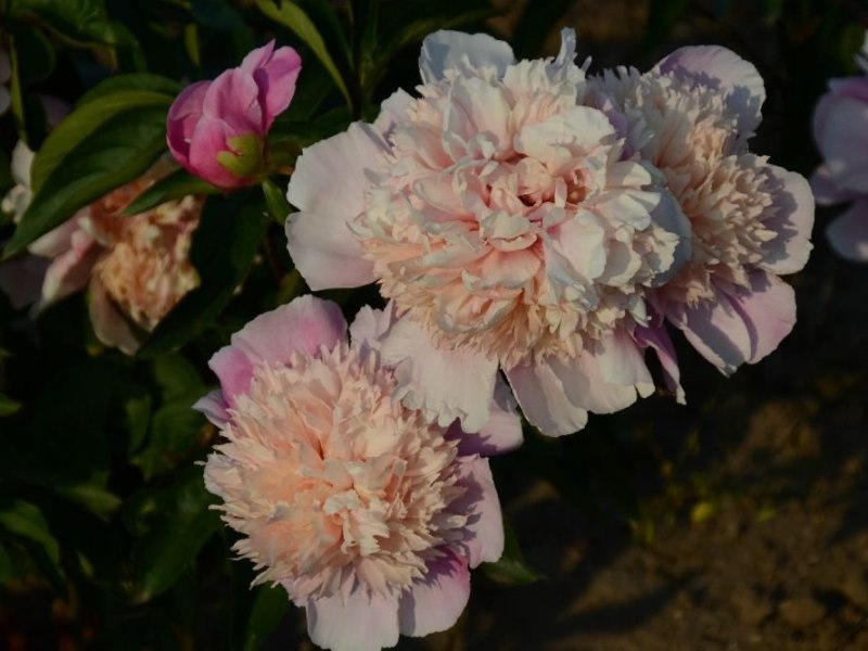 Maria-Sibylla-Merian-P.-lactiflora-Schulze