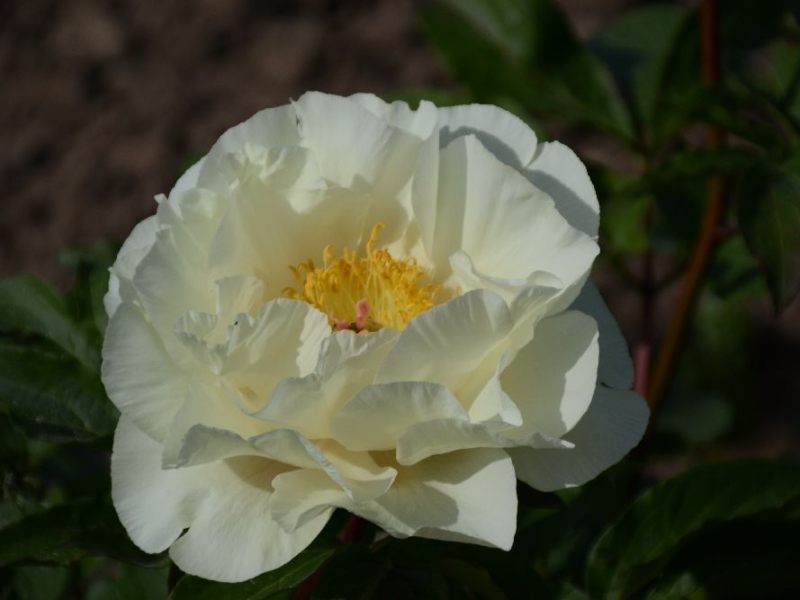 MoonwalkBartzella-Sae.-Maschke