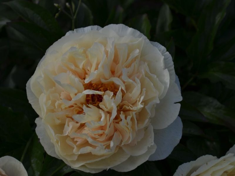 Nencys-Verwandlung-LCHx-Nency-niedrig-Maschke-Schulze