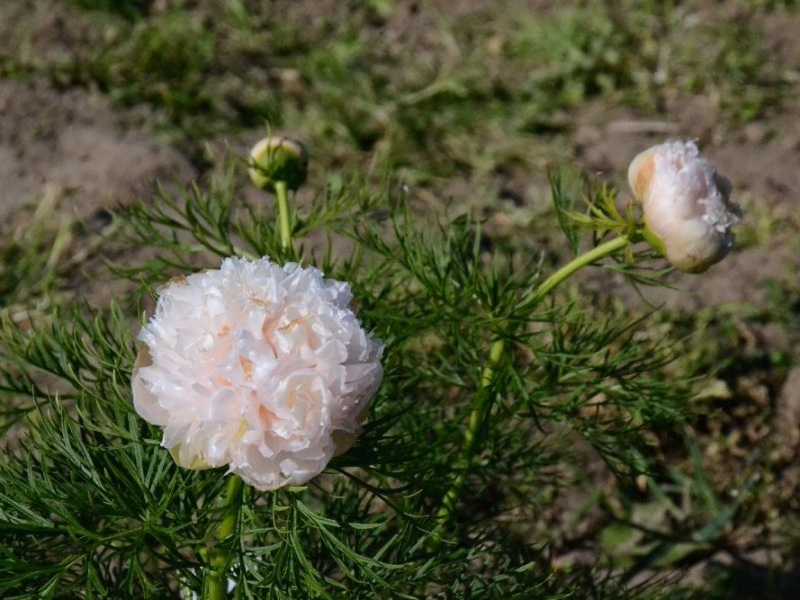 P.-tenuifolia-Alba