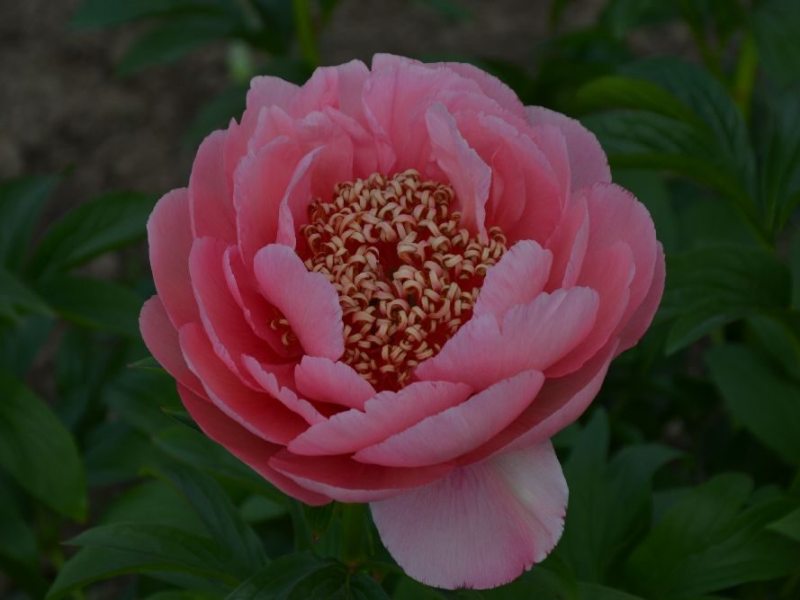 Protee-LCH-Sae-Schulze