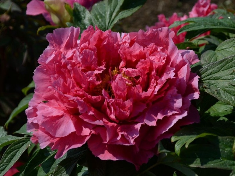 Rosa-Sensation-P.-suffruticosa-Absaat-Schulze