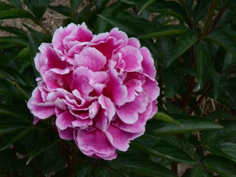 Rot-mit-weissen-Raendern-P.-lactiflora-Sae.-Schulze