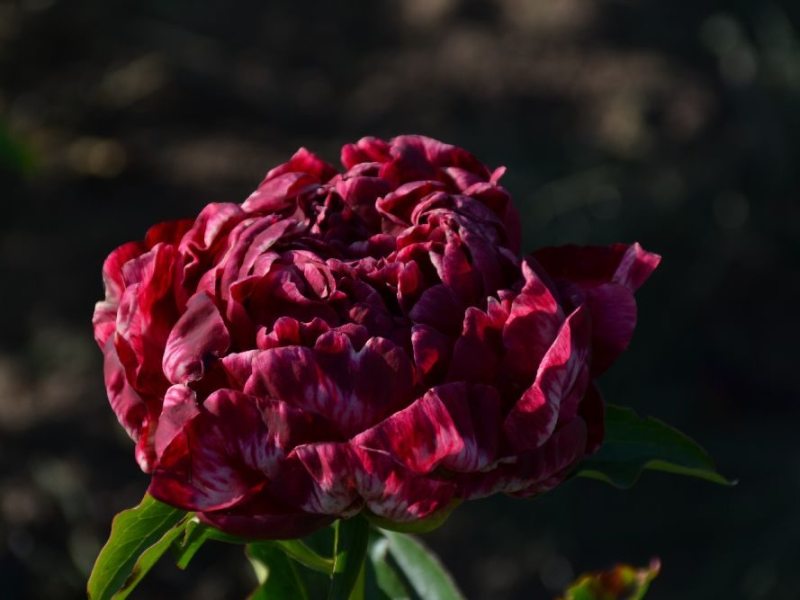 Rote-Spaetlese-OFF-x-Sunny-Boy-sehr-spaet-Maschke-Schulze