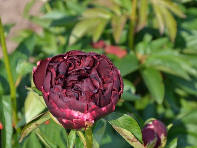 Rote-Spaetlese-OFFx-Sunny-Boy-Maschke-Schulze