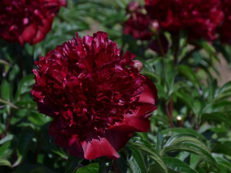 Roter-Dauerbrenner-Red-Comet-x-Hot-Chocolate-rot-Bomp.-Maschke-Schulze