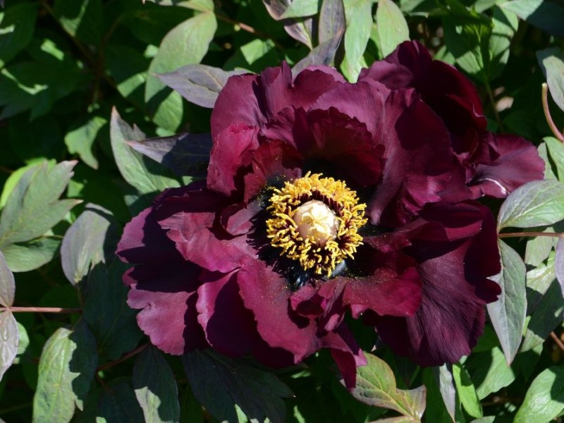 Schwarzer-Rabe-Rockii-Saeml.-Schulze