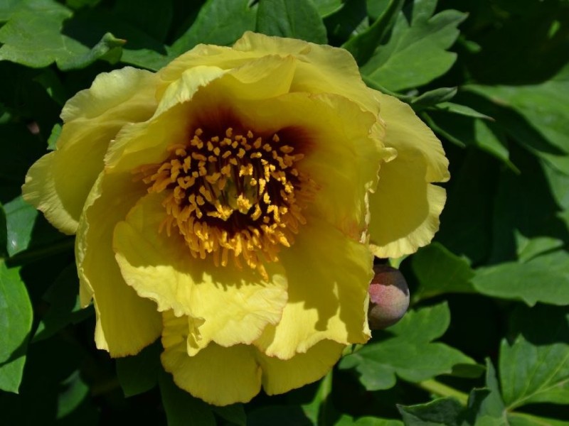 Sonnenelfe-Lutea-HybrideSchulze