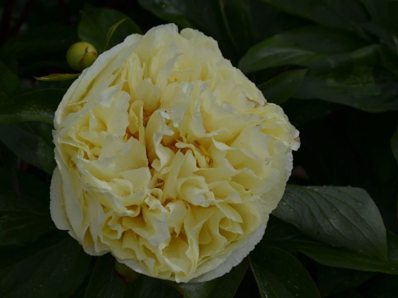 Sonnige-Aussichten-Y-158-x-Sunny-Girl-Maschke-Schulze