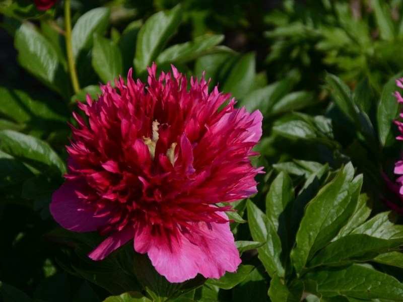 Susanne-Benz-StaudenhybrideSchulze