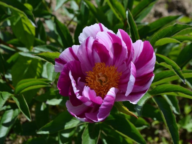 Verruecktes-Zebra-P.-lactiflora-Pflanze-von-Bernd-Hildebrandt