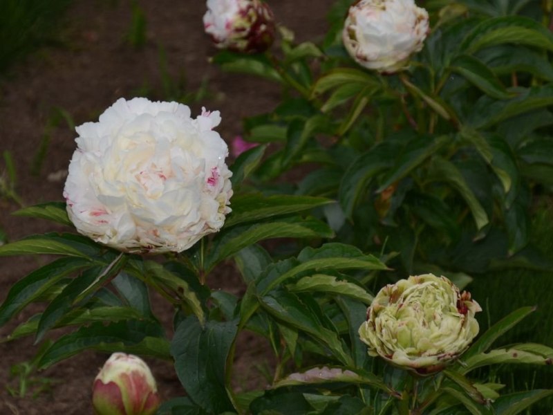 Weiss-mit-roten-Spritzern-Gleny-Carlene-x-Petite-Elegance-Maschke-Schulze