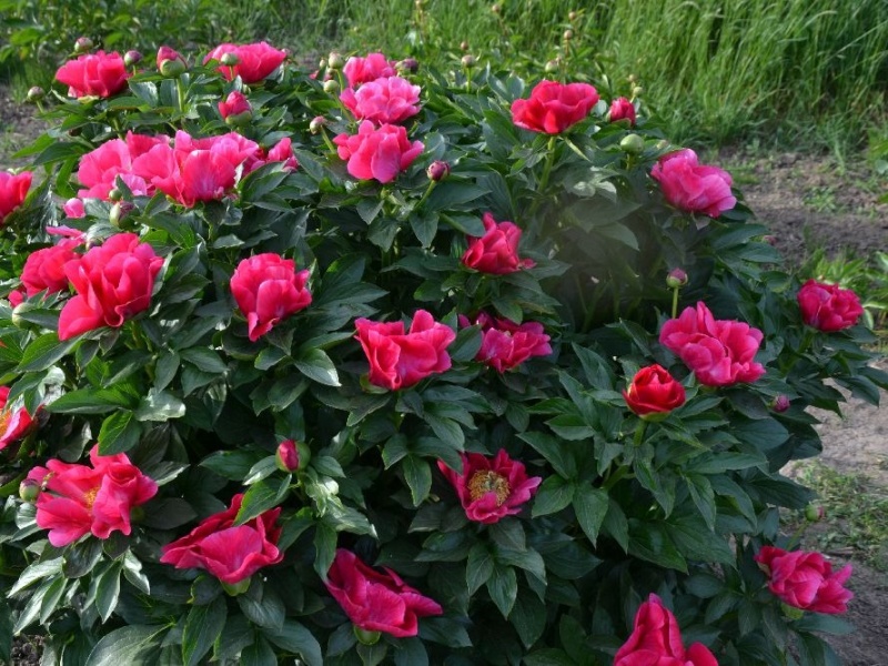 Zweite-Belohnung-Reward-Sae.-Schulze