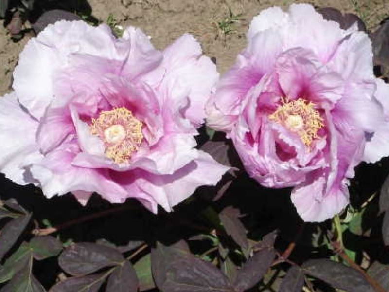 Ambrose Congreve