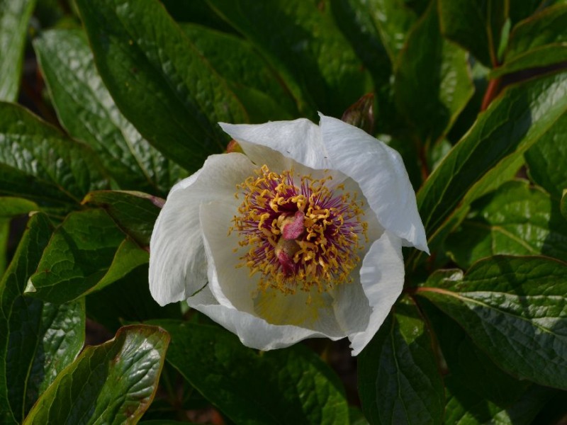 Paeonia  wittmanniana