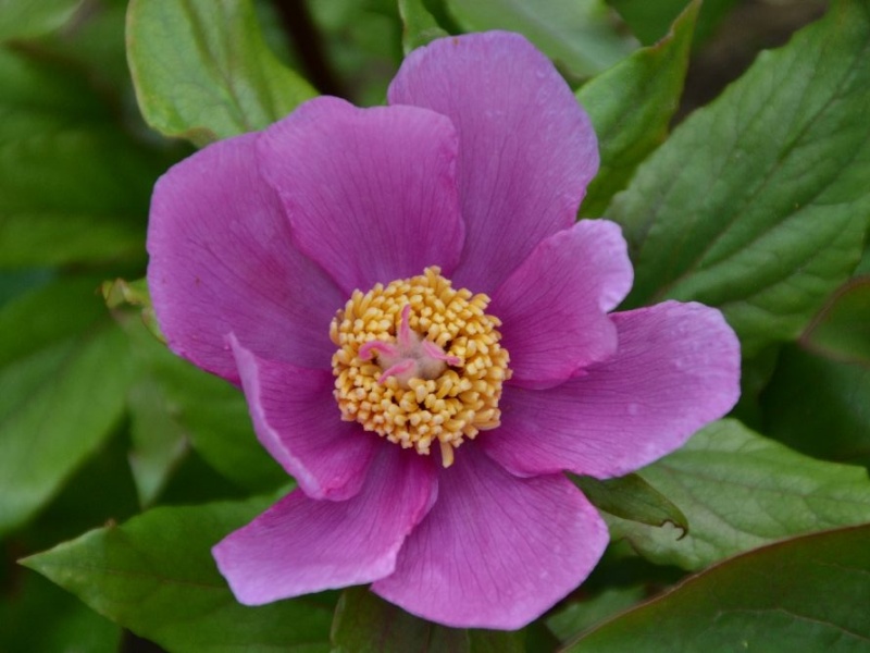 Paeonia var. mascula russoi