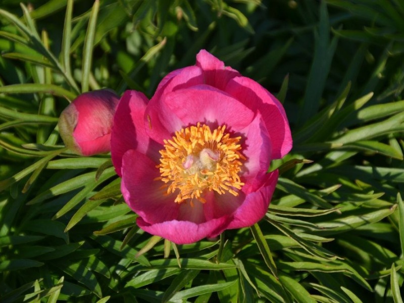 Paeonia tenuifolia x mlokosewitschii Hybride