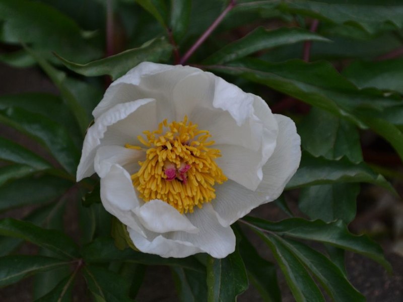Paeonia clusii