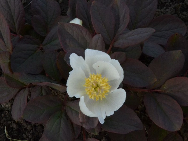 P. archibaldii