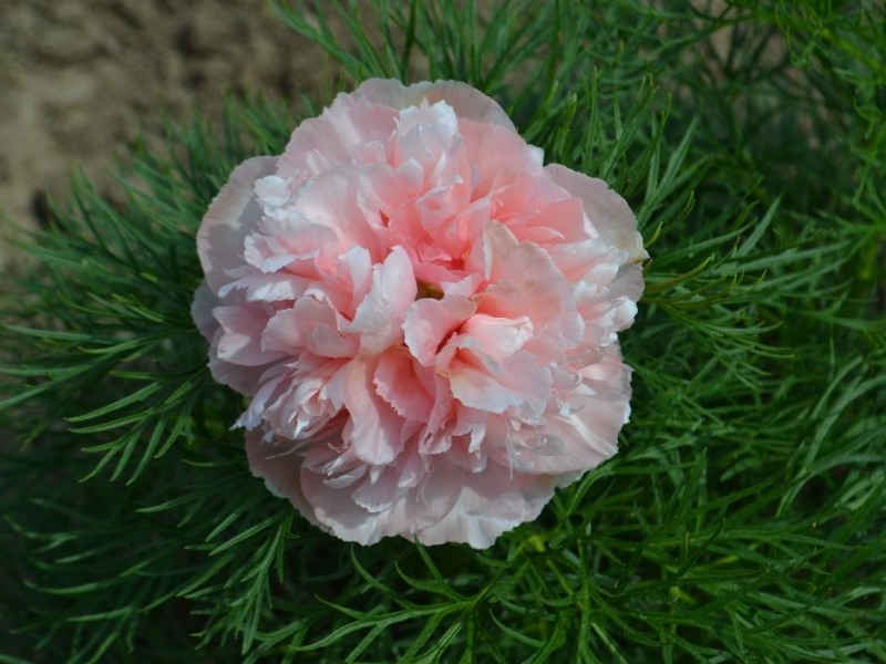 Paeonia tenuifolia 'Rosea Plena'