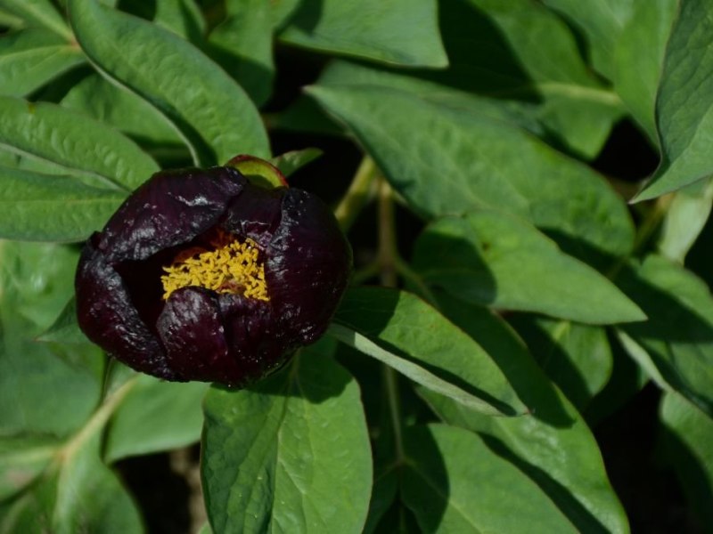 Paeonia  parnassica