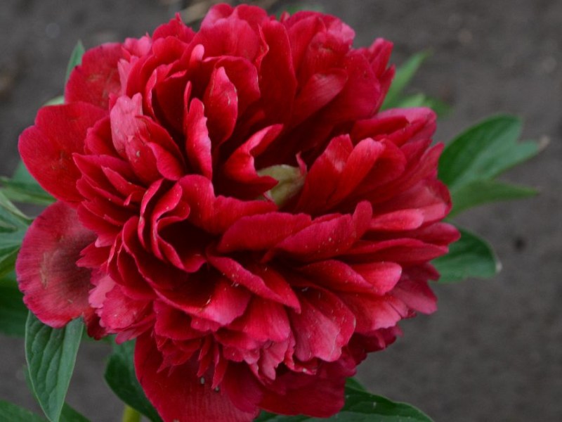 Paeonia  officinalis 'Roter Zauber'
