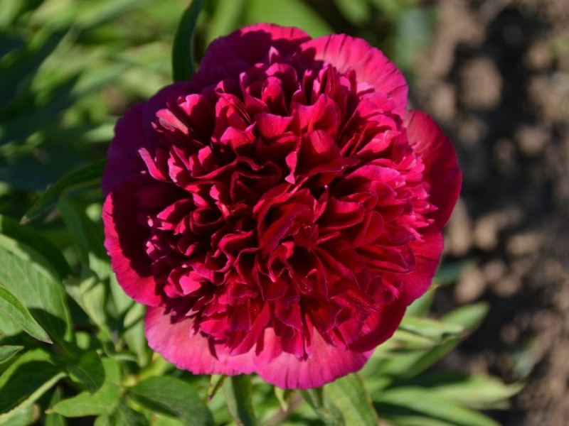 Paeonia officinalis 'Rubra Plena'