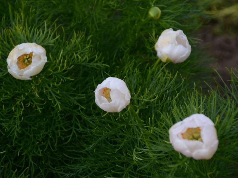 P. tenuifolia Alba