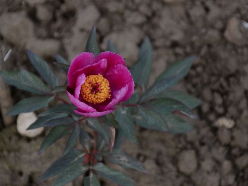 Paeonia  cambessedesii