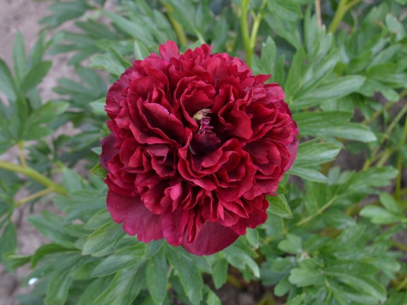 Paeonia officinalis 'Herzblut'