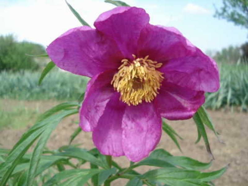 Paeonia anomala