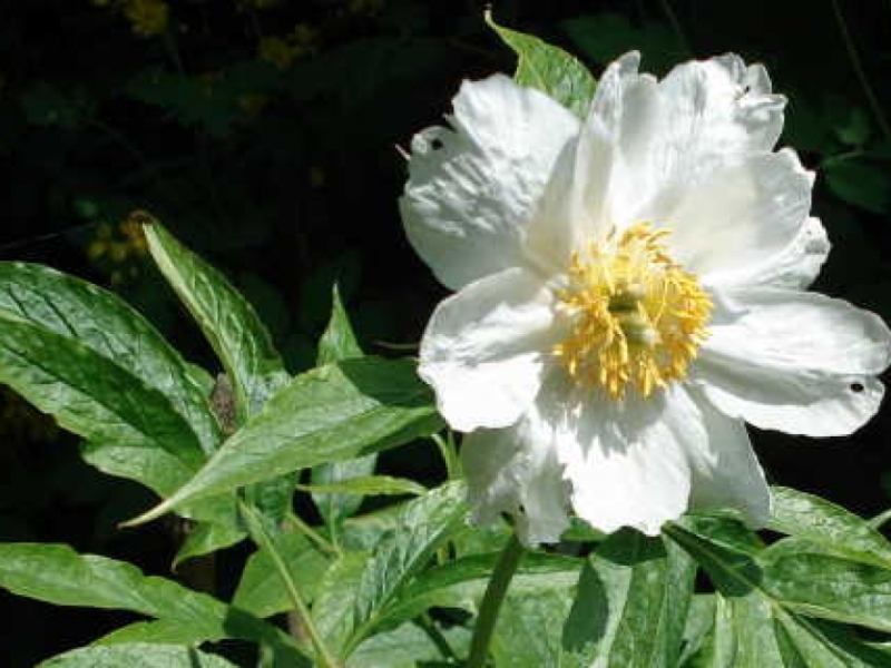 Paeonia emodi